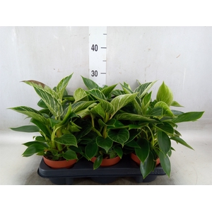 Philodendron   ...