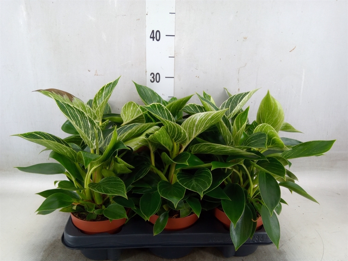 <h4>Philodendron   ...</h4>