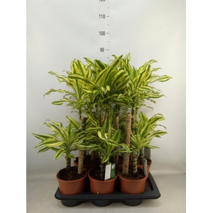 Dracaena frag. 'Yellow Coast'