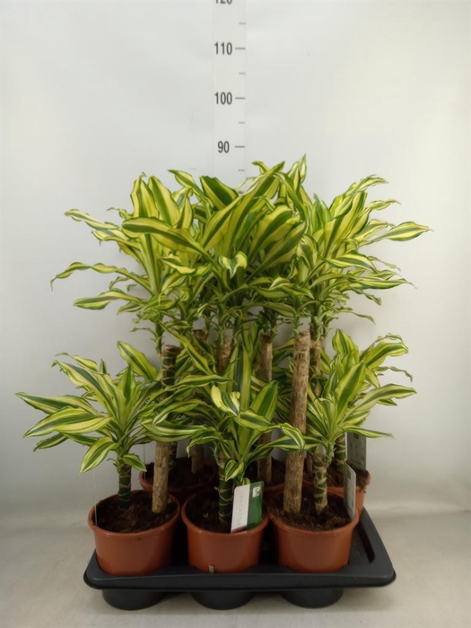 <h4>Dracaena frag. 'Yellow Coast'</h4>