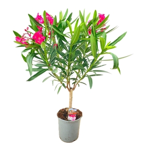 Nerium oleander