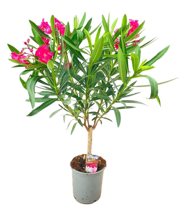 <h4>Nerium oleander</h4>