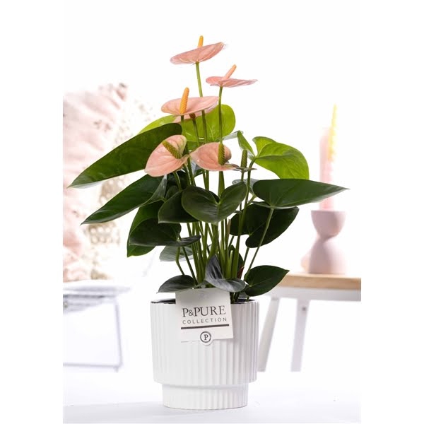 Anthurium pink (Spirit) in P&PURE Ivy ceramics shiny white