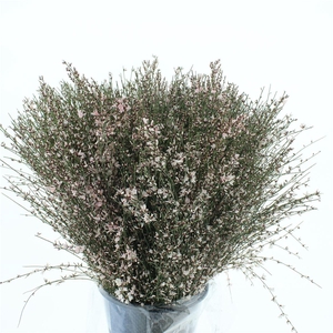 Ginster Rose P Bunch 400gram