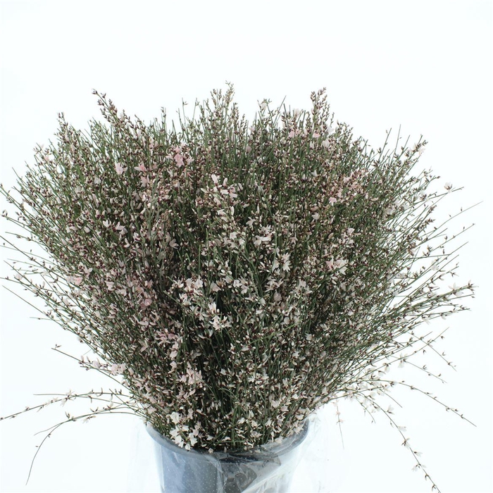 <h4>Ginster Rose P Bunch 400gram</h4>