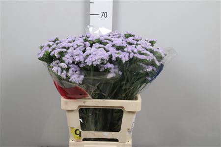 <h4>Lim S Luna Blue</h4>