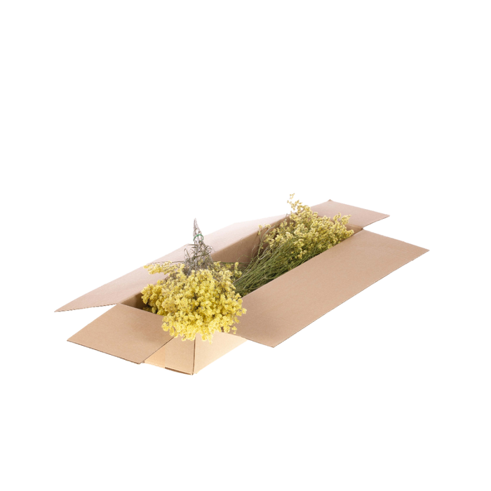 <h4>Statice Limonium Diamond Sb Natural Yellow</h4>