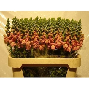 Antirrhinum pink
