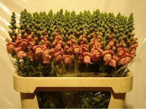 <h4>Antirrhinum pink</h4>