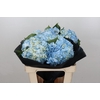 Hydrangea Blue Premium