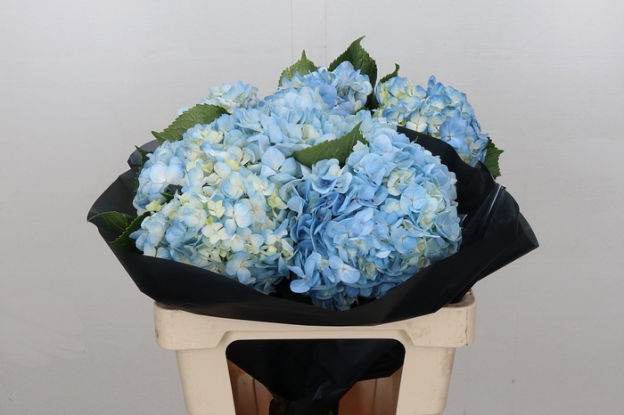 Hydrangea Blue Premium