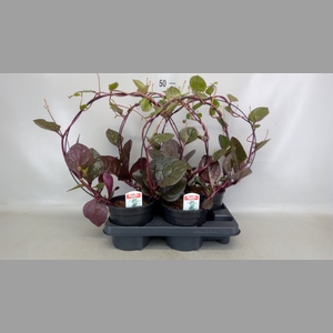 Basella alba 'Rosebud'