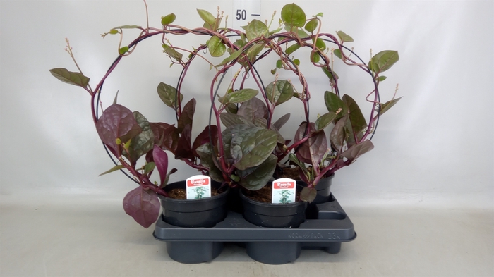 <h4>Basella alba 'Rosebud'</h4>