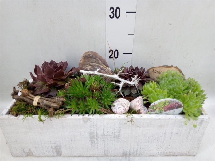 <h4>Arr.  Sempervivum L%</h4>