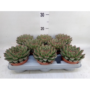 Echeveria   ...
