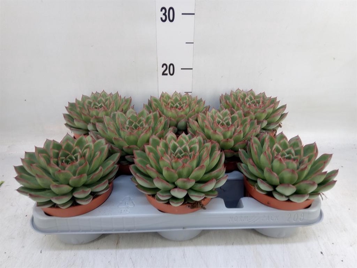 <h4>Echeveria   ...</h4>