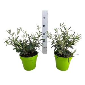 OLEA EUROPAEA