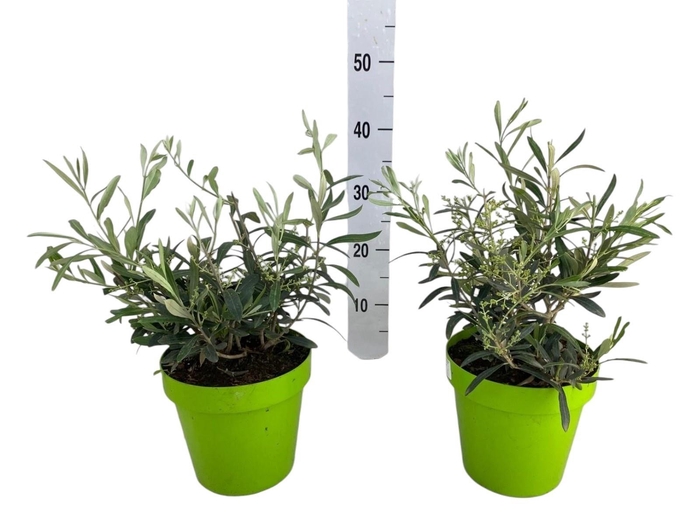 <h4>OLEA EUROPAEA</h4>