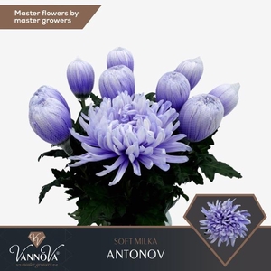 Chr G Antonov Soft Milka