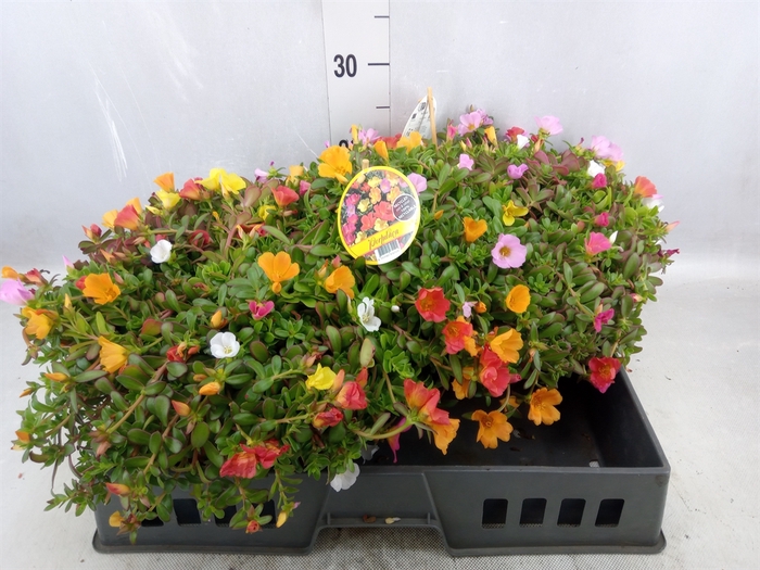 <h4>Portulaca   ...</h4>