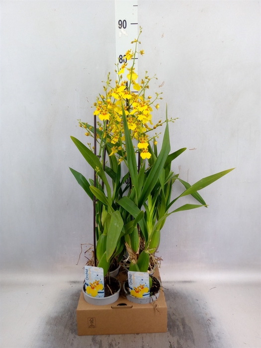 <h4>Oncidium   ...</h4>