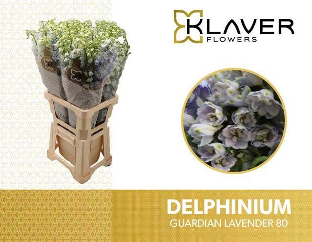 <h4>DELPH DU GUARD LAVEN</h4>