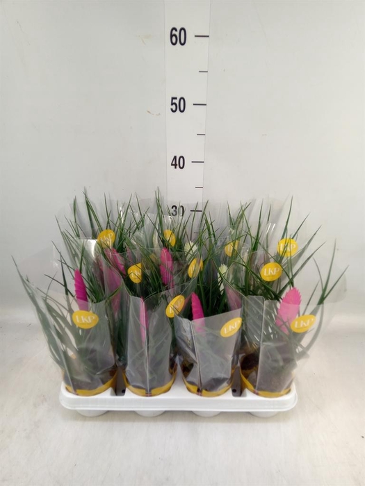 <h4>Tillandsia ...mix</h4>
