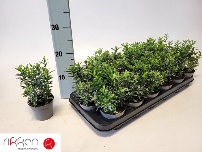 <h4>EUONYMUS JA M ALBOV</h4>