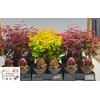 Acer Palmatum Mixk 1 Klr Per Fust