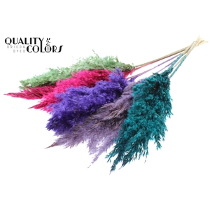 Pampas Grass 70cm 10st/bunch Colourful 7