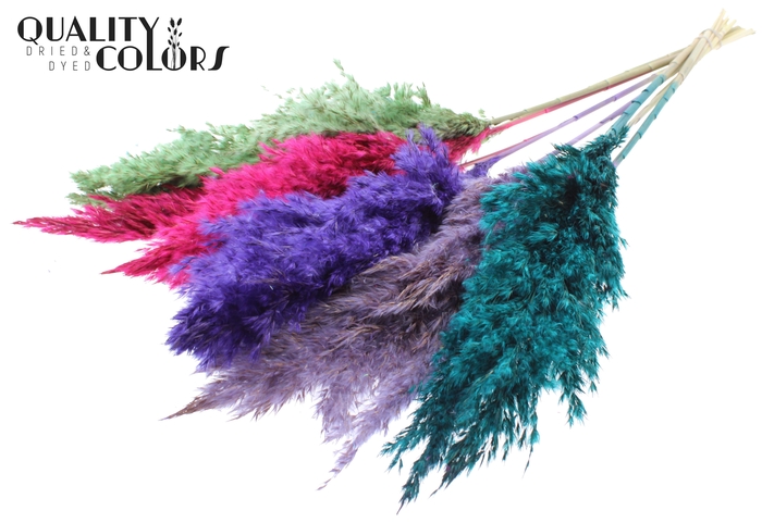 <h4>Pampas Grass 70cm 10st/bunch Colourful 7</h4>