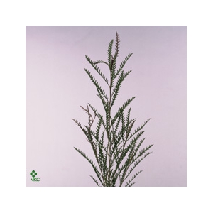 Grevillea Ivanhoe 70cm S A