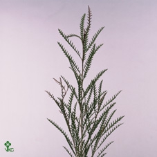 <h4>Grevillea Ivanhoe 60cm S A</h4>