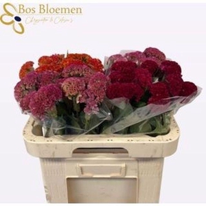 CEL C REPRIS GEM FST