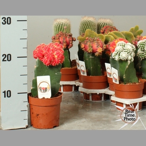 CACTUS GEM