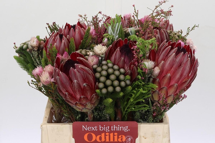 <h4>BQ Protea Sharon SFB</h4>