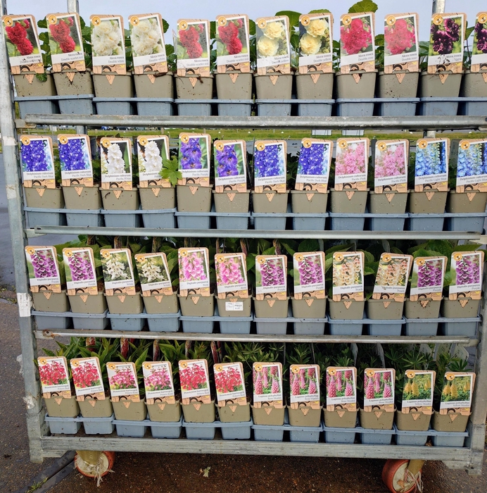 <h4>VASTE PL MIXK</h4>