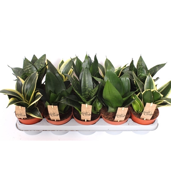 <h4>Sansevieria Hahnii mix</h4>