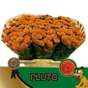 Chr S Pluto