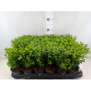 Buxus semp.   ...