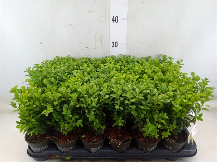 <h4>Buxus semp.   ...</h4>