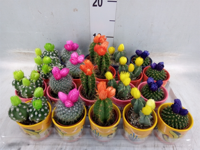 <h4>Cactus   ...decorated</h4>