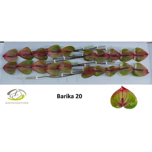 ANTH A BARIKA
