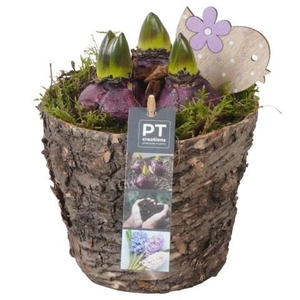 PTHC9181 Arrangement Hyacints in hout pot