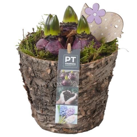 <h4>PTHC9181 Arrangement Hyacints in hout pot</h4>