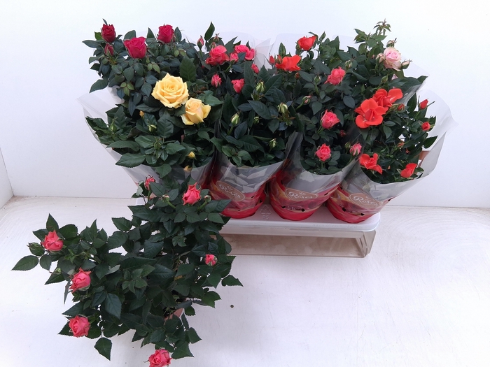 <h4>RO FAV RO GEM 6 SRT</h4>