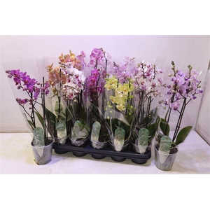 arr8 Phal Mf Gem 8 Kl