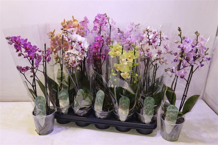 <h4>arr8 Phal Mf Gem 8 Kl</h4>