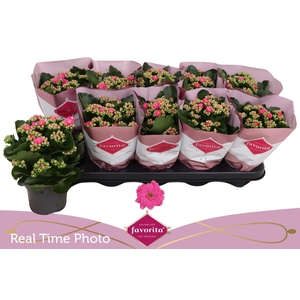 KAL GE PERFECTA PURP