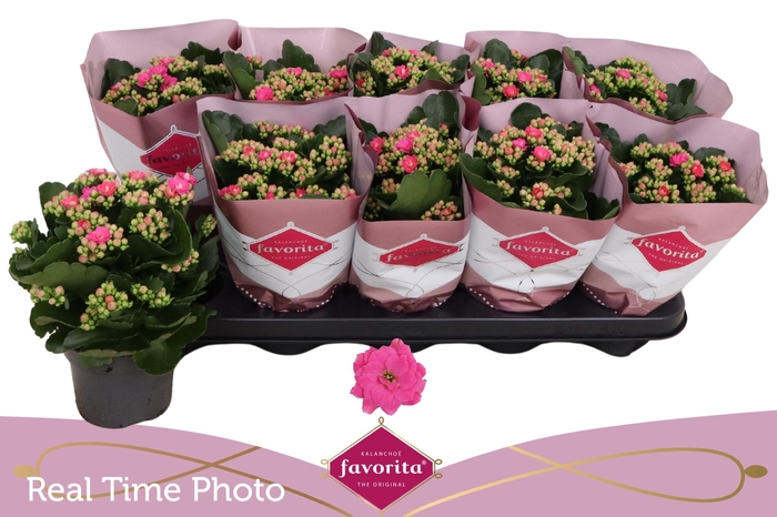 <h4>KAL GE PERFECTA PURP</h4>